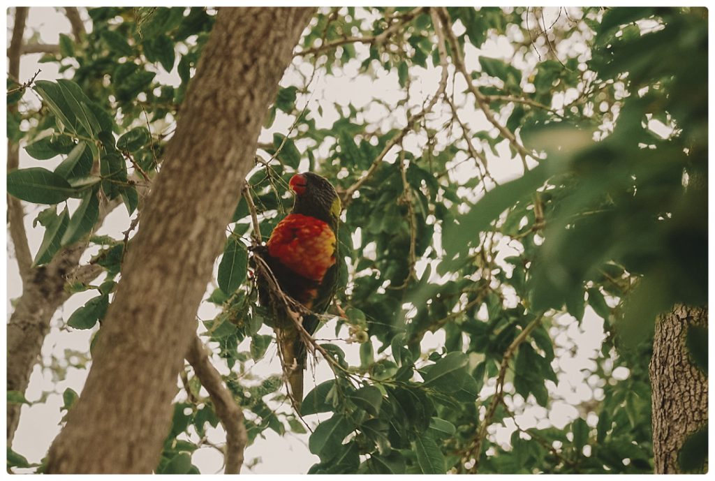 green-parrot-rainbow-lorikeet-photo