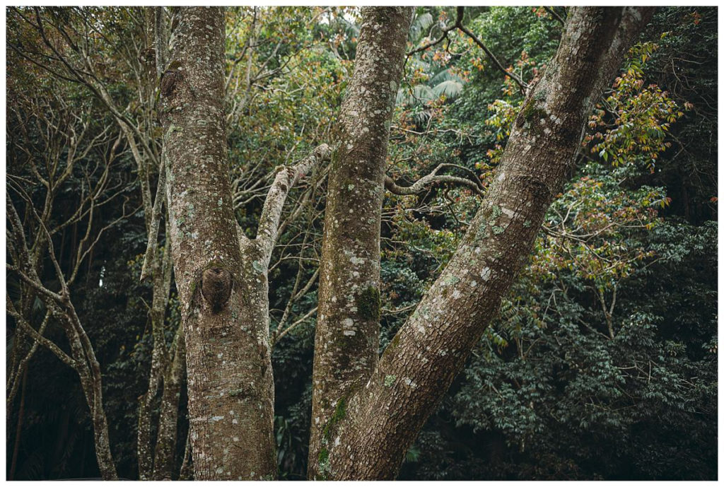 rainforest-wedding-photo-session-location